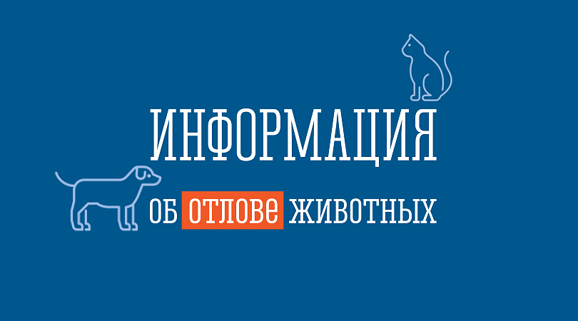 О мероприятиях по отлову безнадзорных животных.
